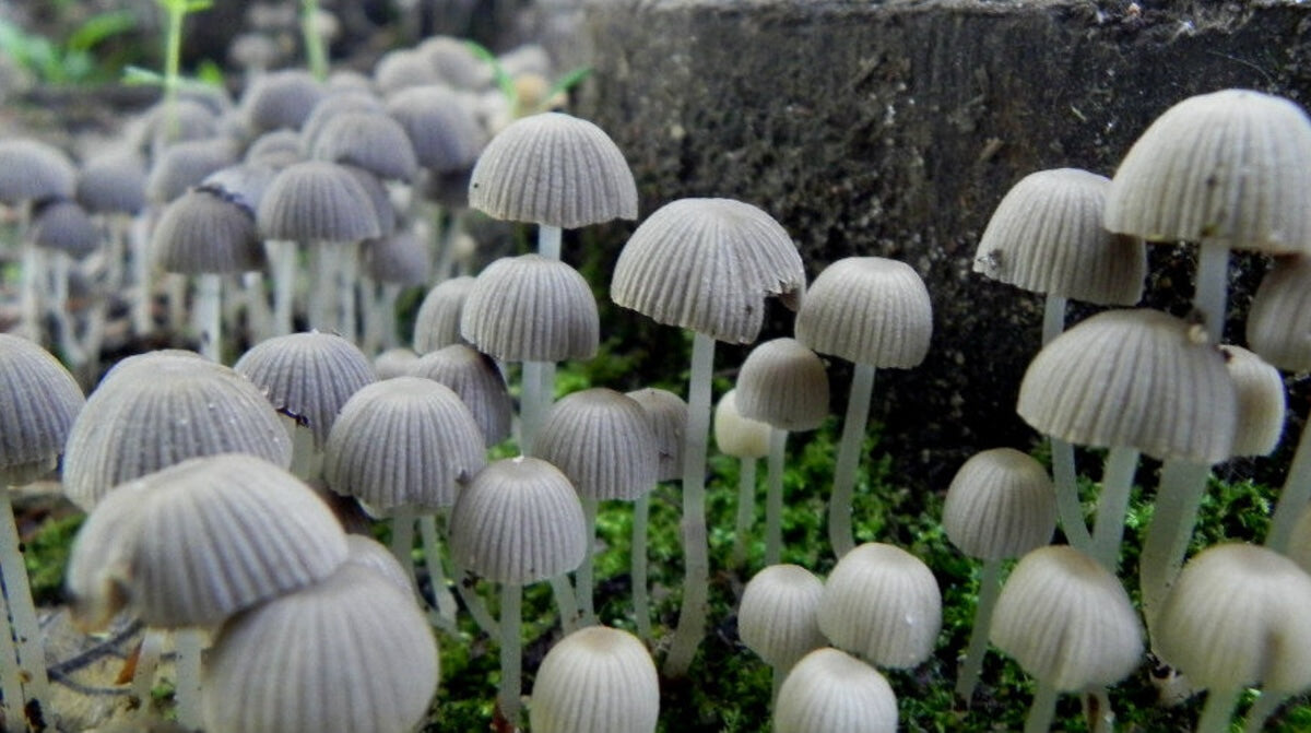 Les champignons magiques peuvent-ils soulager la dépression des personnes atteintes de troubles bipolaires ?