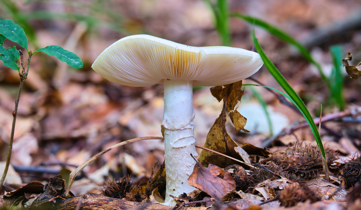 Amanite phalloïde : ce champignon est-il le plus dangereux du monde ?