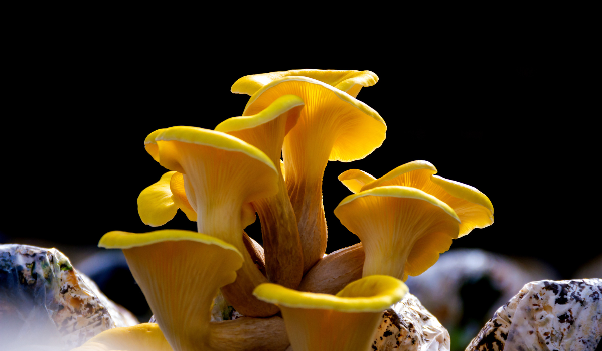 Pleurote jaune : tout ce qu’il faut connaître sur ce champignon