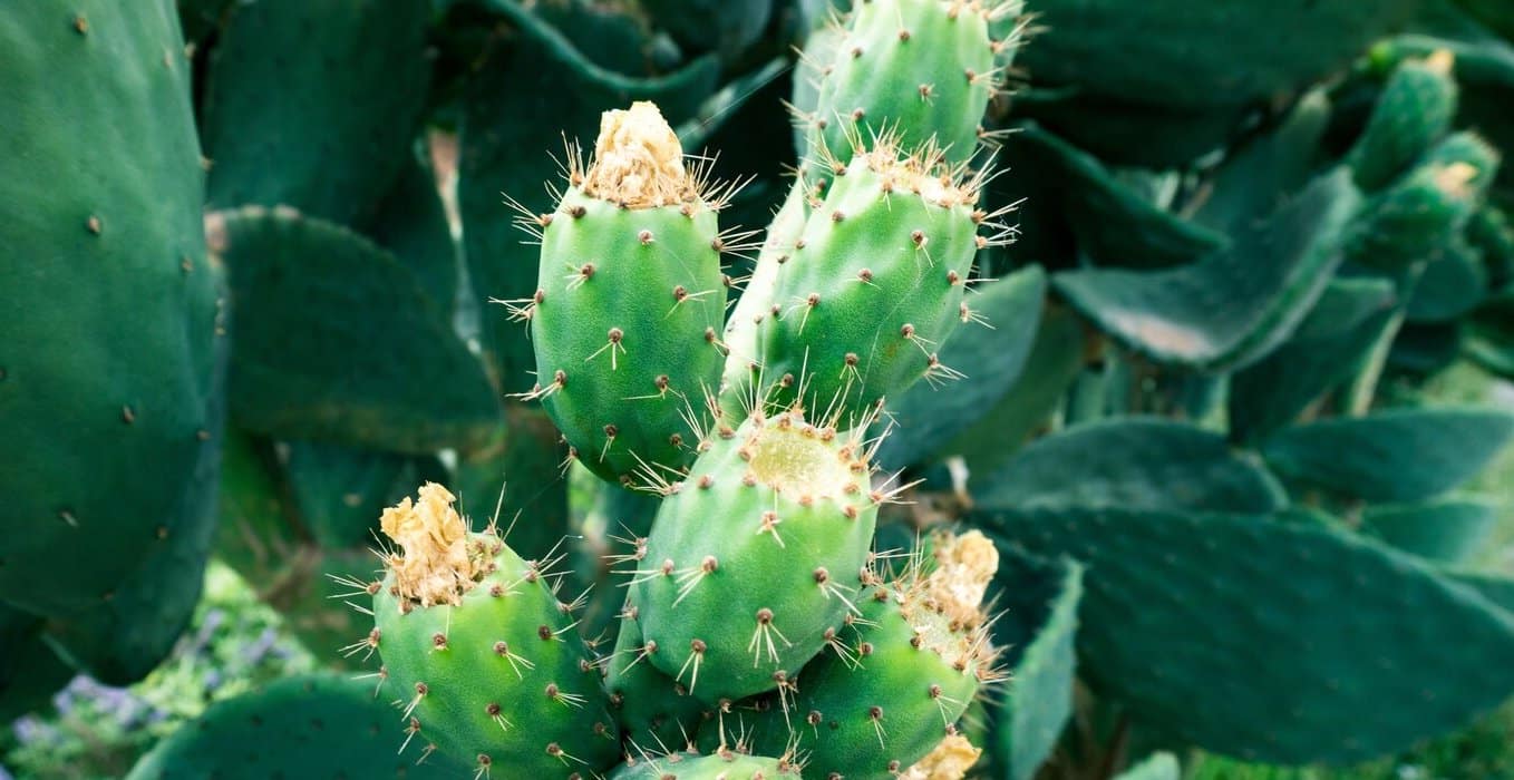 Nopal : pourquoi intégrer ce cactus du Mexique à votre alimentation  ?