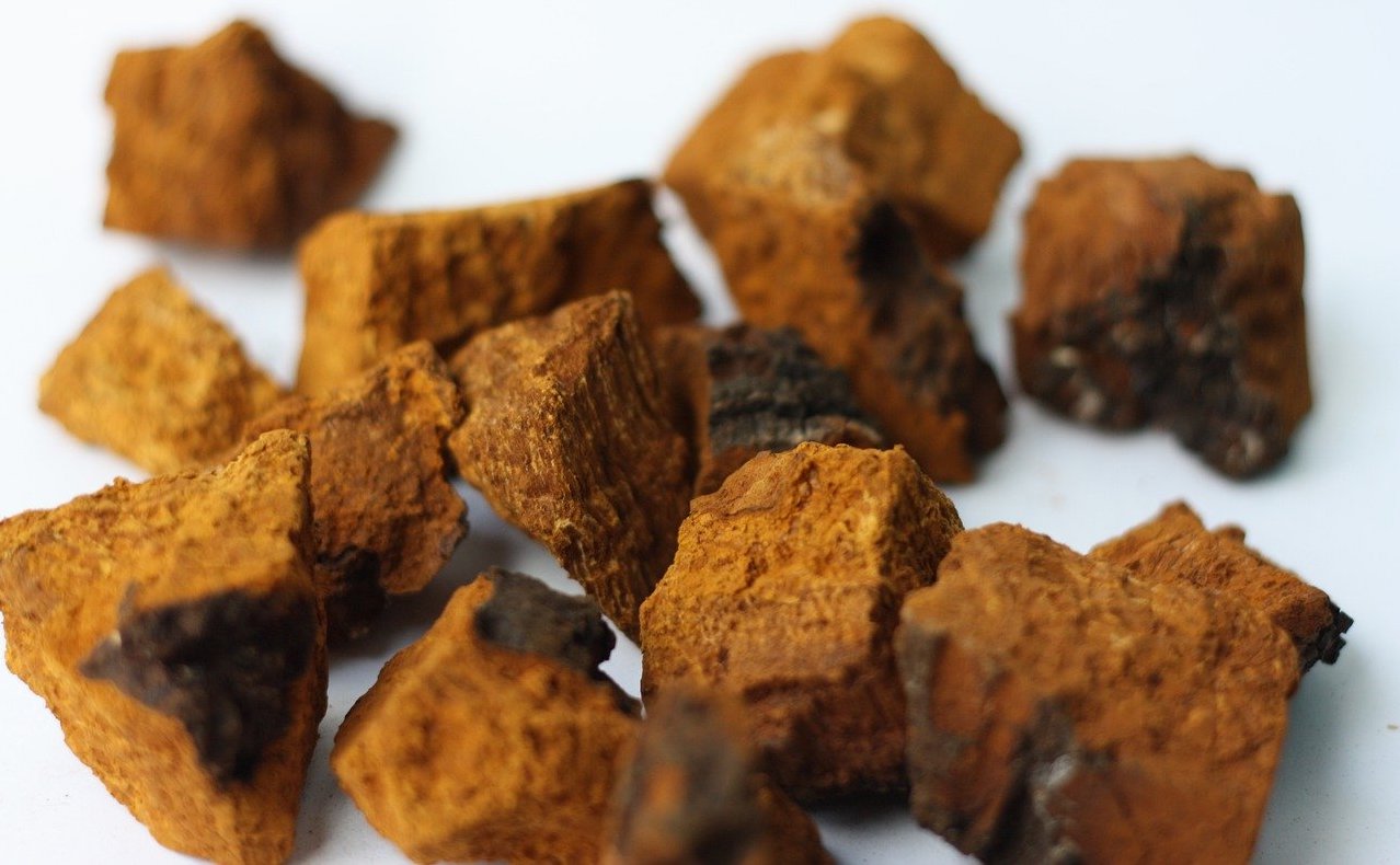 Chaga, le champignon sibérien de l’immunité 