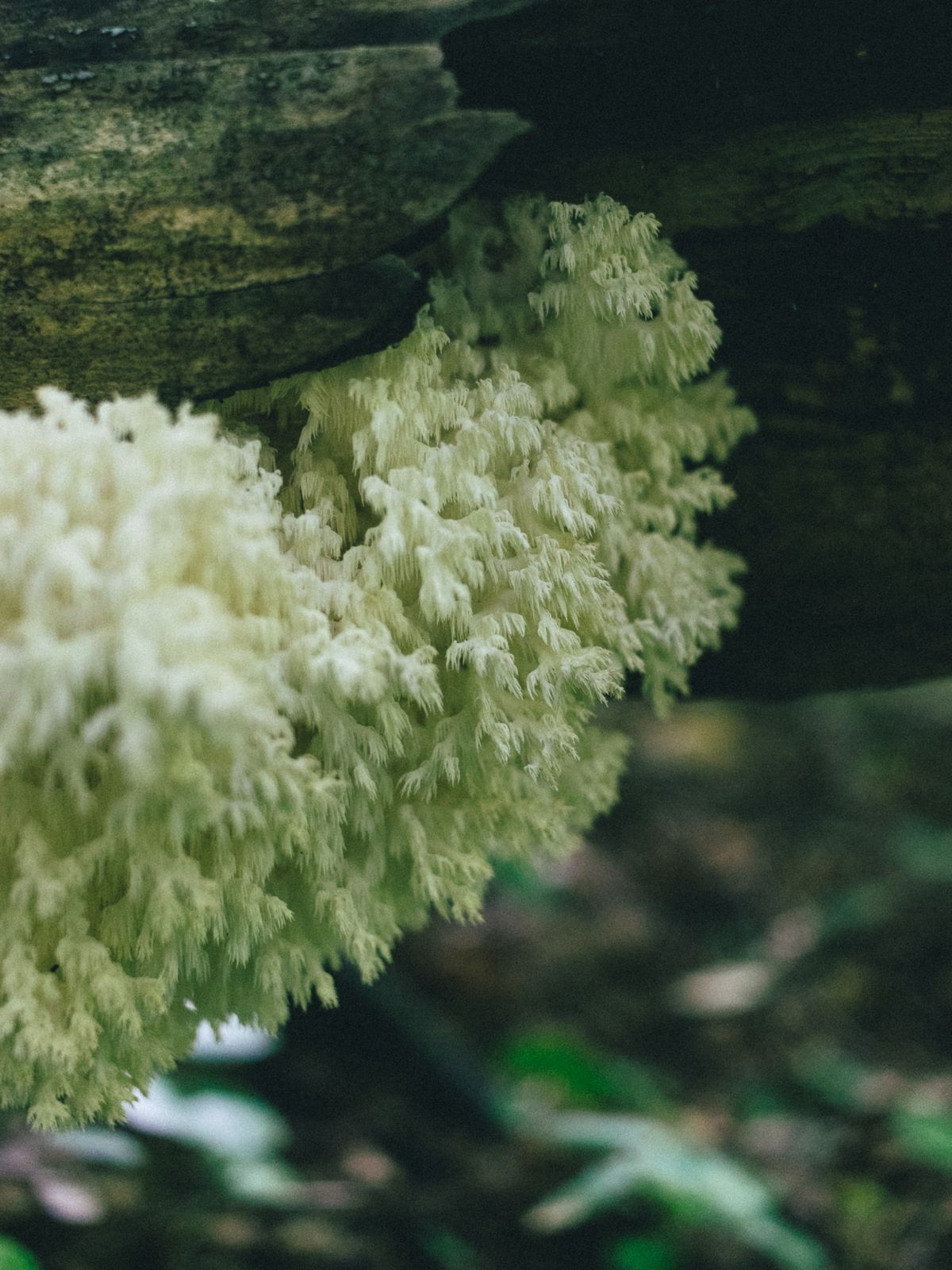 Champignon lion's mane à côté d'une tasse de café