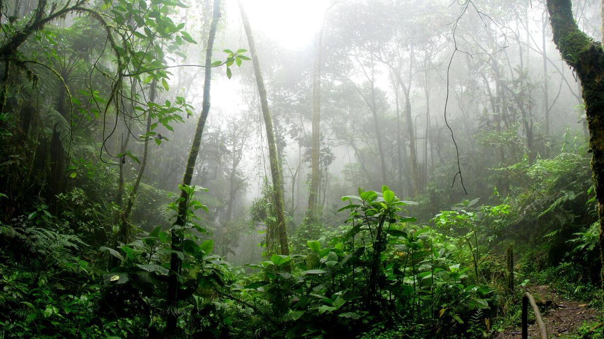 plante-ayahuasca-jungle-colombie