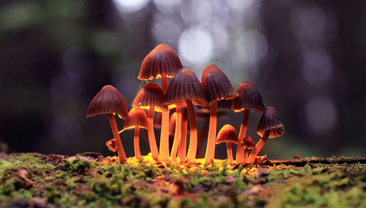 Les "champignons magiques” peuvent-ils vraiment traiter la dépression ?
