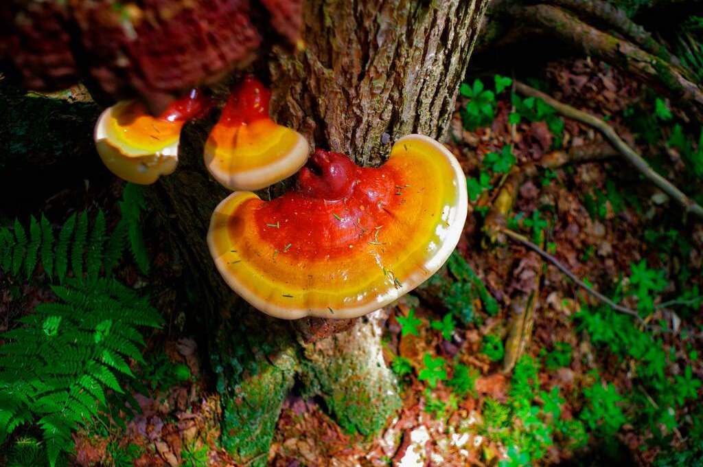 reishi-ganoderma-luisant-bienfaits-libido