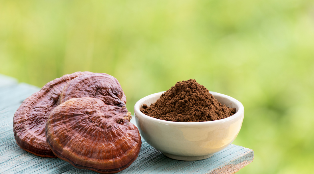 Le Reishi ou Ling zhi : le champignon de l’immortalité d'Asie