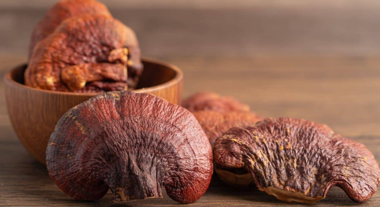 Reishi : le champignon de vitalité des guerriers coréens